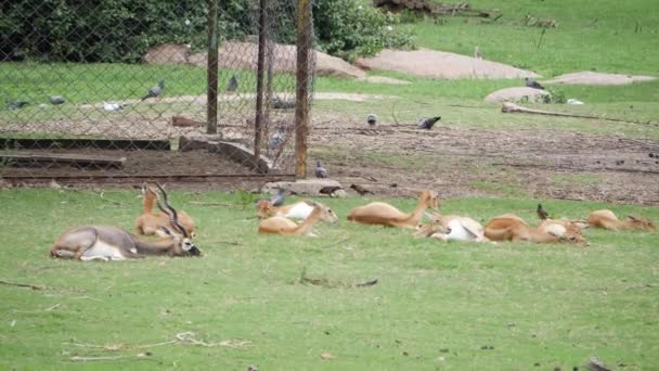 Grupa Zwierząt Gazele Relaksują Się Trawie — Wideo stockowe