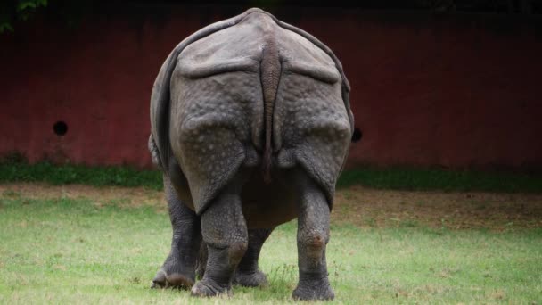 Rinoceronte Camina Una Zona Cubierta Hierba — Vídeo de stock
