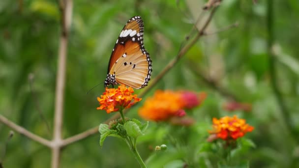 Zbliżenie Kwiatów Motylem Jednym — Wideo stockowe
