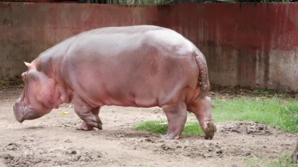 Зоопарке Живут Бегемот Свинья — стоковое видео