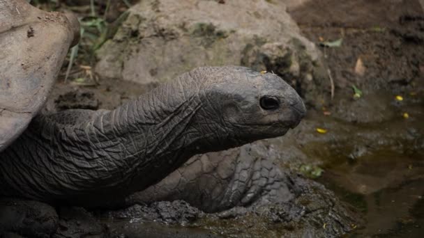 Jättesköldpadda Galapagosöarna Och Vattnet — Stockvideo