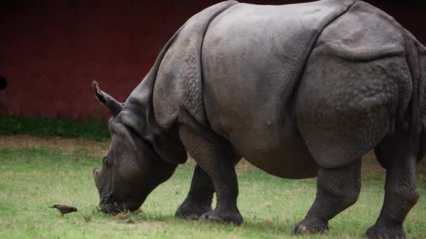 Rhinoceros Eats Grass Either Zoo Field — Stock Video