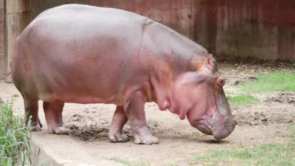 Hipopotam Zagrodzie Zoo Spacerujący Brudnej Ścieżce — Wideo stockowe