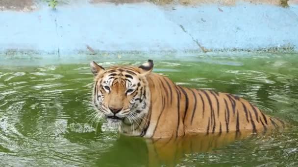 Una Tigre Che Raffredda Una Pozza Acqua — Video Stock