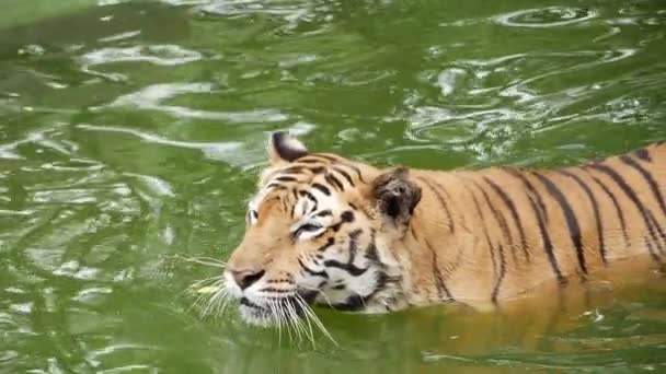 Tygrys Pływający Stawie Wodzie — Wideo stockowe