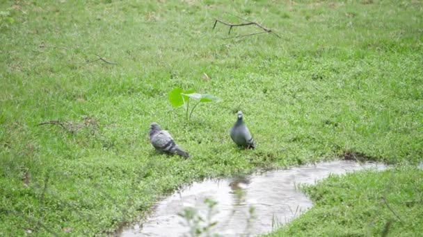小さな流れで草原に2羽の鳥がいる 緑豊かな畑に2匹の鳩がいる — ストック動画