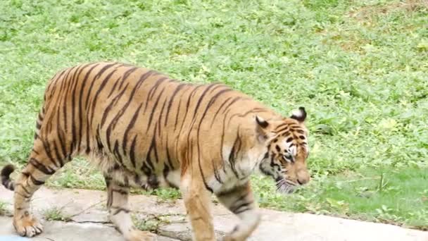 Тигр Ходит Дорожке Зоопарке — стоковое видео