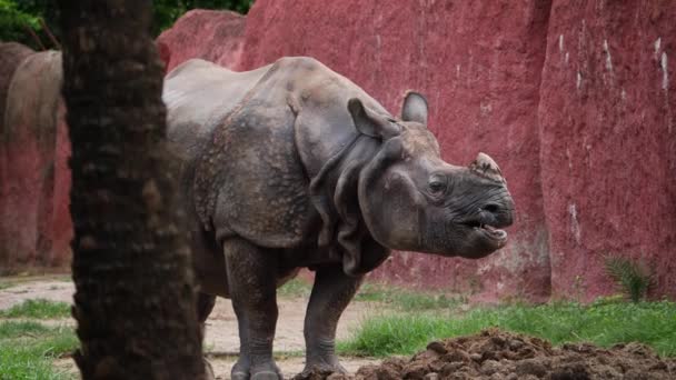 Rhino Zoo Enclosure Red Wall — Stock Video