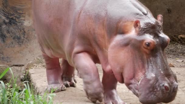 Hipopótamo Zoológico San Diego — Vídeo de Stock