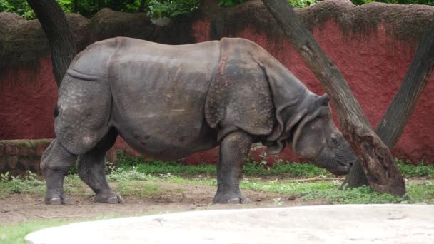 Ένας Ρινόκερος Στέκεται Ένα Ζωολογικό Κήπο Δίπλα Ένα Δέντρο — Αρχείο Βίντεο