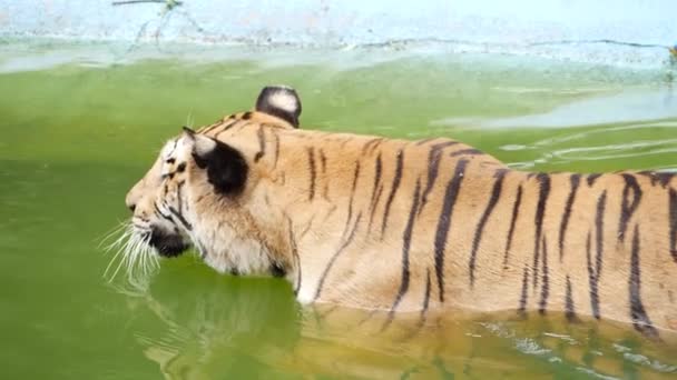 Tygrys Relaksujący Się Basenie Cieszący Się Wodą — Wideo stockowe