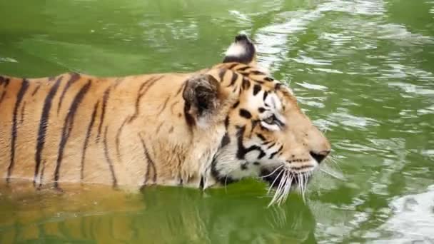 Tygr Plavající Vodě Ponořený Jezírku — Stock video
