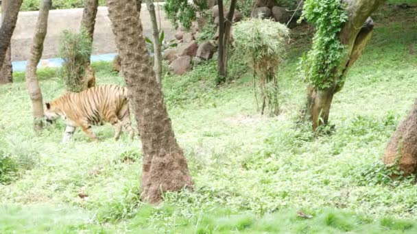 Tygrys Zebra Spacerują Bujnym Zielonym Lesie Drzewami Trawą — Wideo stockowe