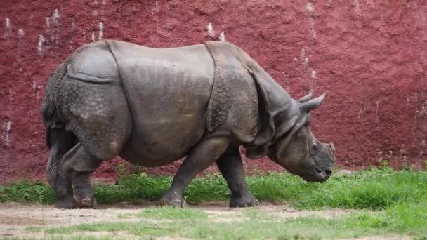 Носоріг Ходить Своєму Корпусі Зоопарку Траві — стокове відео