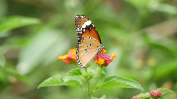 Květina Motýl Detailním Záběru — Stock video