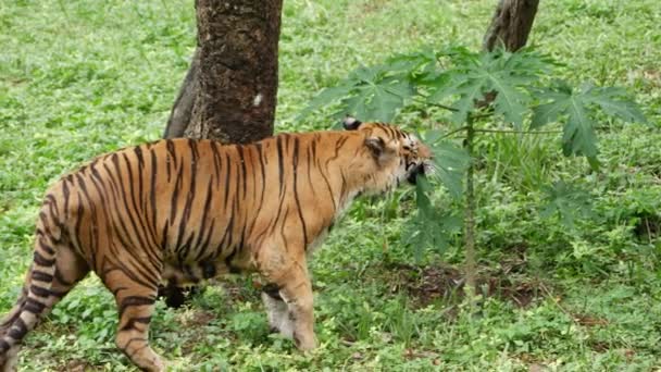 Тигр Ховається Деревом Йде Через Джунглі — стокове відео