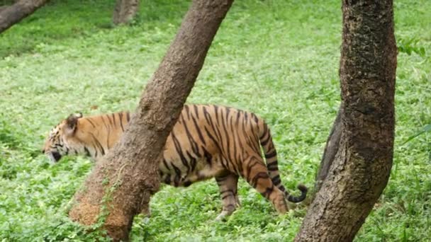 Тигр Ходит Траве Лесу — стоковое видео