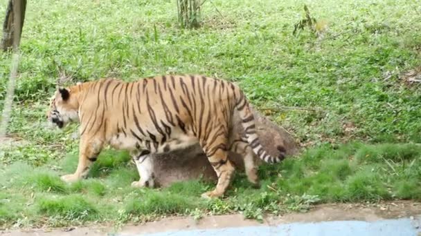 Una Tigre Che Vaga Attraverso Terreni Erbosi — Video Stock