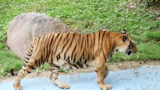 Тигр Зоопарке Идущий Тропинке — стоковое видео
