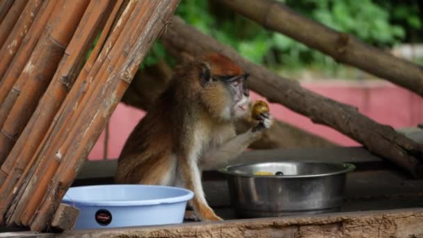 Pequeno Animal Uma Plataforma Madeira Macaco Comendo Comida Uma Estrutura — Vídeo de Stock