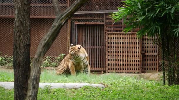 Tygrys Zoo Chodzenie Lub Siedzenie Pobliżu Drzewa Trawie — Wideo stockowe