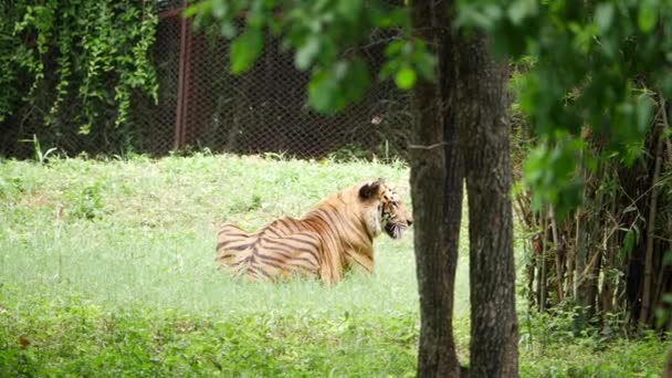 Tygrys Spoczywa Trawie Obok Ogrodzenia — Wideo stockowe
