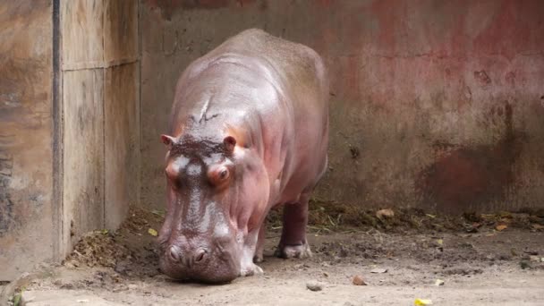 Hippopotamus San Diego Zoo Standing Dirt — Stock Video
