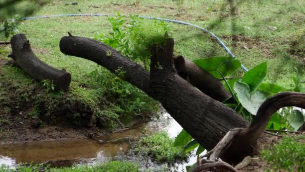 Fallen Tree Water — Stock Video