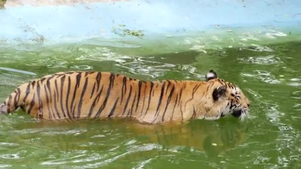 Тигр Плавает Пруду — стоковое видео