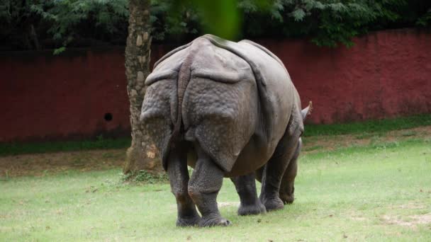 Rhino Walking Grass Rhinoceros Grazes Nearby Grassy Area — Stock Video