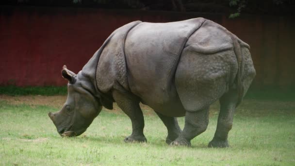 Rinoceronte Comer Erva Num Jardim Zoológico Rinoceronte Uma Espécie Rinoceronte — Vídeo de Stock