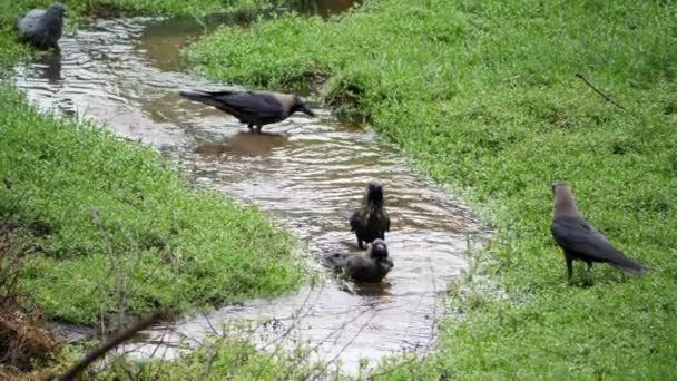 一群鸟站在一条溪流中 — 图库视频影像