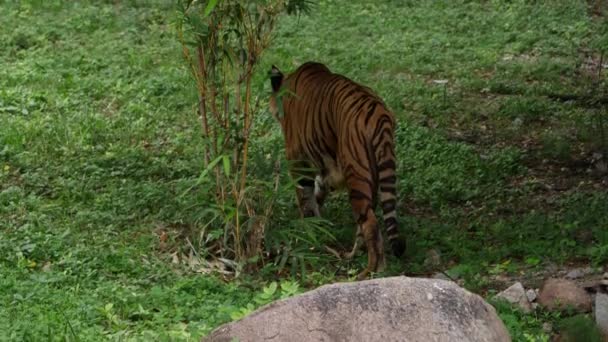 Una Tigre Cammina Attraverso Una Lussureggiante Foresta Verde Giungla — Video Stock