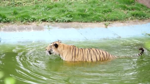 Tygrys Wodzie — Wideo stockowe