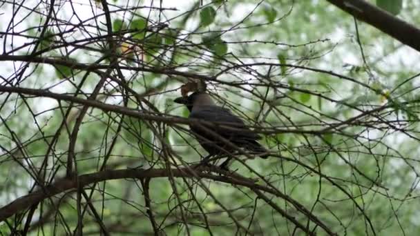 Pájaro Está Posado Una Rama Árbol Bosque Negro — Vídeo de stock