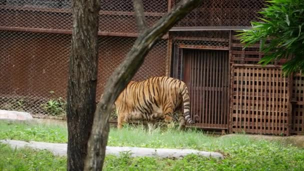 Una Tigre Cammina Recinto Dello Zoo Piedi Erba Dietro Una — Video Stock