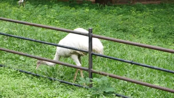 Ένα Λευκό Πουλί Στο Χωράφι Μια Στρουθοκάμηλος Βόσκει Στο Γρασίδι — Αρχείο Βίντεο