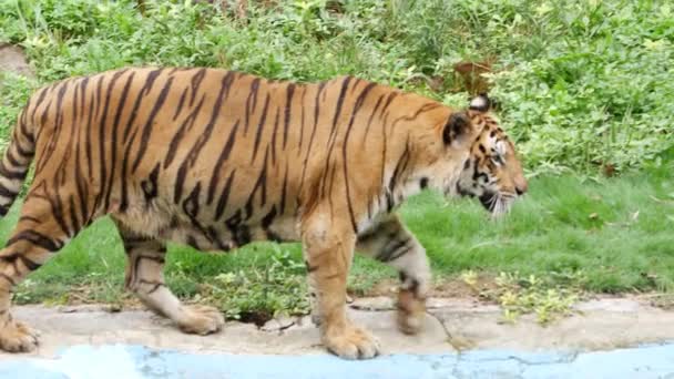 Tygr Kráčí Zemi Džungli — Stock video