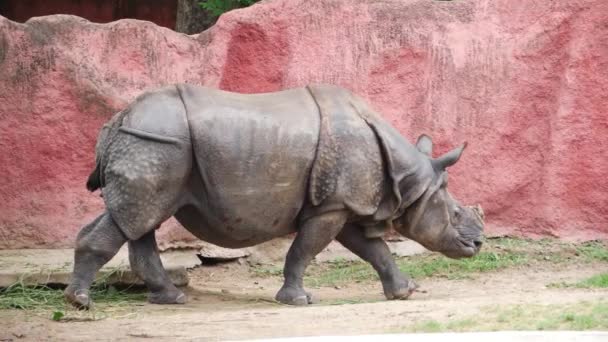 Rinoceronte Caminha Seu Recinto — Vídeo de Stock