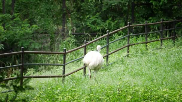 Ostrich Sheep Seen Fenced Area Together Accompanied Large White Bird — Stock Video