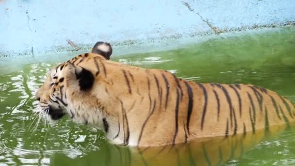 Una Tigre Nell Acqua Ripetendo Due Volte — Video Stock