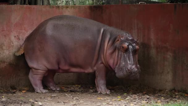 Large Hippopotamus Zoo Spacious Enclosure — Stock Video