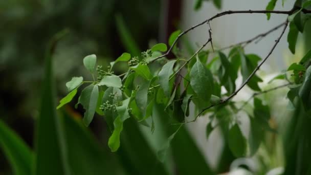 Ağacın Yeşil Yaprakları Küçük Çiçekli Dalları Mevcuttur — Stok video