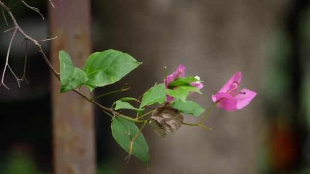 Mały Różowy Kwiat Gałęzi Widok Bliska — Wideo stockowe