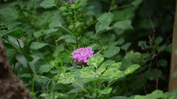 Υπάρχει Ένα Μωβ Λουλούδι Πράσινα Φύλλα Έναν Κήπο Μέσα Ένα — Αρχείο Βίντεο