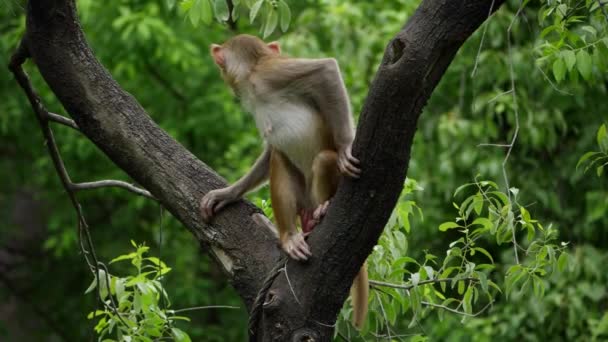 一只猴子在丛林中爬上了一个大树干 — 图库视频影像