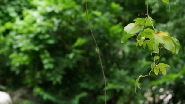 Arkaplanı Bulanık Bir Yaprağın Yeşil Yapraklı Bir Ağaç Dalının Üzerini — Stok video