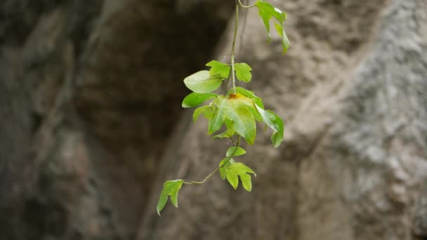 Ein Pflanzenzweig Mit Grünen Blättern Ein Ast Mit Grünen Blättern — Stockvideo