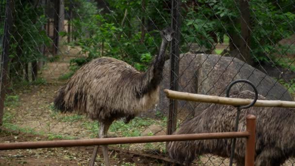 Ogrodzonym Obszarze Drzewa Emu Wraz Innym Dużym Ptakiem Pobliżu Ogrodzenia — Wideo stockowe