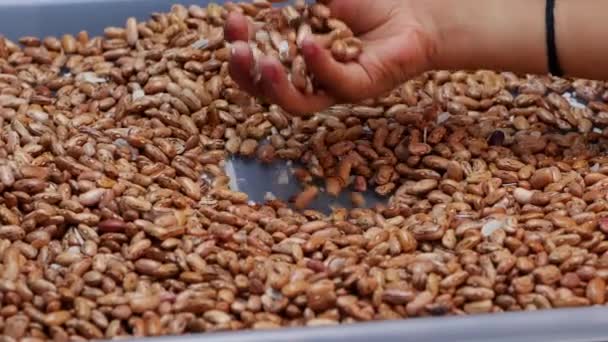 Person Hand Picks Peanuts Market Mexico City Bin Roasted Peanuts — Stock Video
